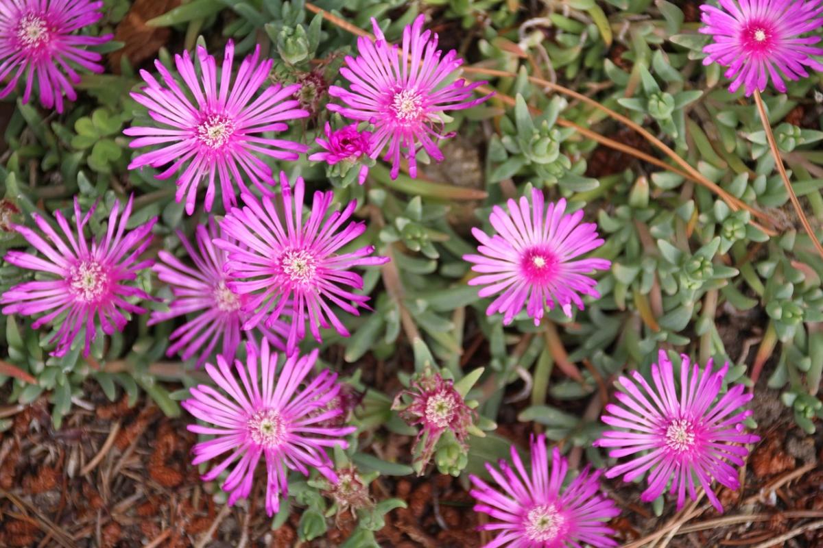 Welche Blumen man auf das Grab pflanzen sollte / photo pexels.com