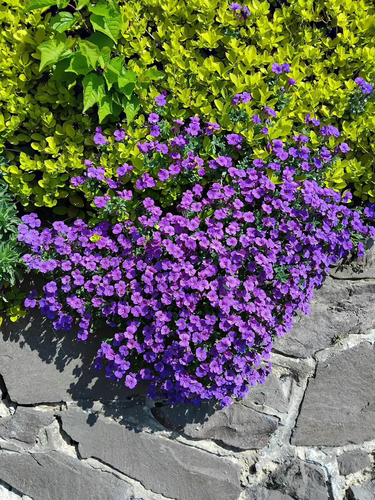 Welche Blumen man auf dem Friedhof pflanzen sollte / photo pexels.com