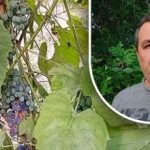 Ein einfacher Trick für eine gute Ernte: Ein Gärtner verrät