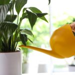 Eine friedliche Lilie vergilbt nicht mehr und lebt in wenigen