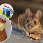 Ratten und Mäuse werden für immer verschwinden: ein kostengünstiges Mittel