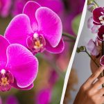 Umtopfen einer Orchidee in einen neuen Topf: nützliche Tipps