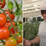 Warum Tomaten im Wachstum stecken bleiben: verborgene Gründe und wie