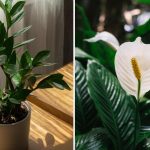 Welche Pflanze lässt sich am einfachsten zu Hause anbauen: einfache