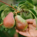 Wie man einen Birnbaum richtig beschneidet, um eine reiche Ernte