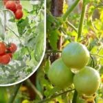 Zweihundert Gramm und sie sind reif: Eine Gemüsezüchterin erzählt von der Methode ihres Großvaters ohne Chemie Zweihundert Gramm und sie sind reif: Eine Gemüsezüchterin erzählt von